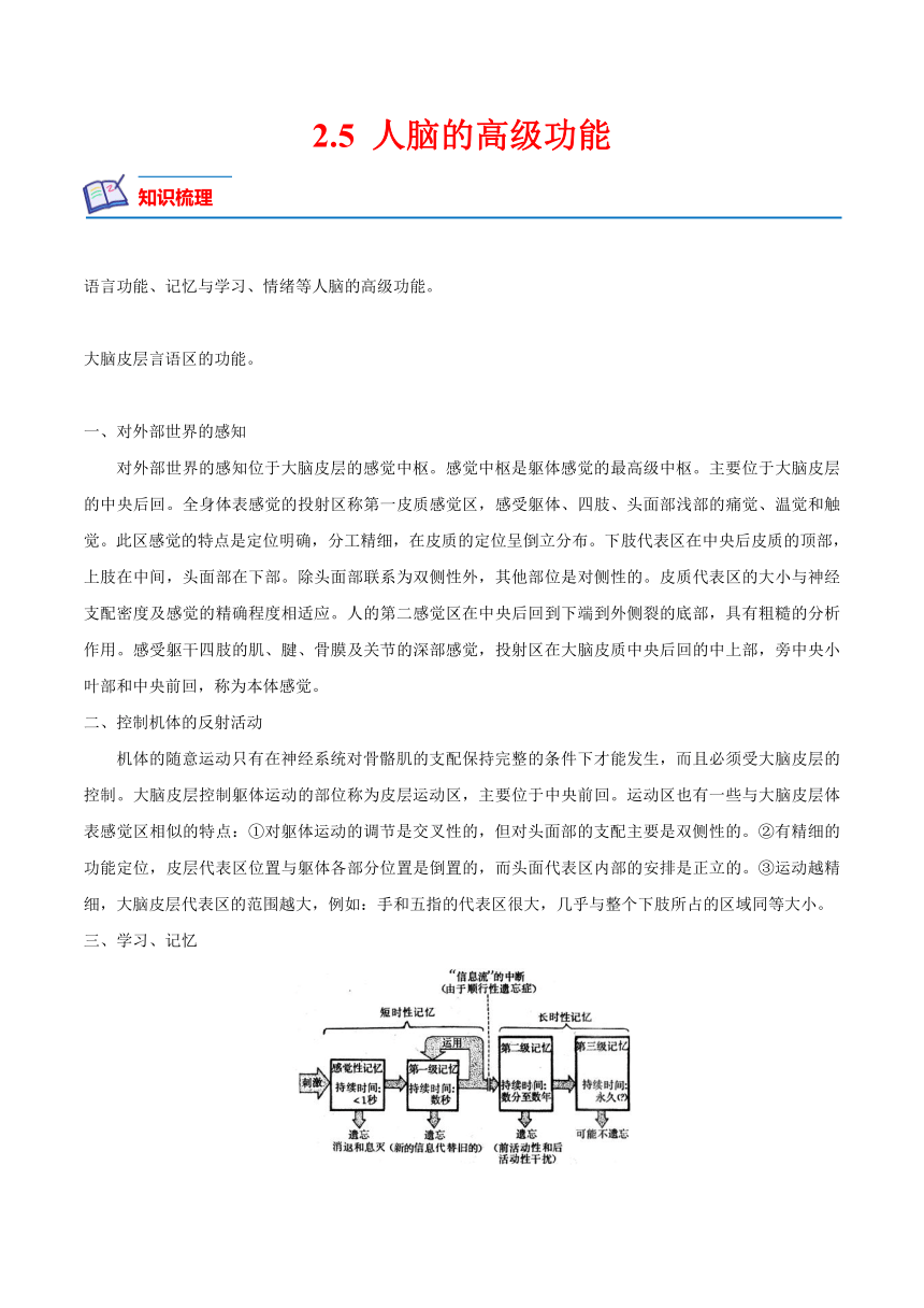 高二生物课后培优分级练（人教版2019选择性必修1）2.5 人脑的高级功能（原卷版+解析）