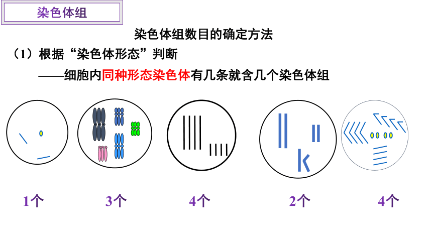 5.2染色体变异课件（共42张PPT）-人教版必修2