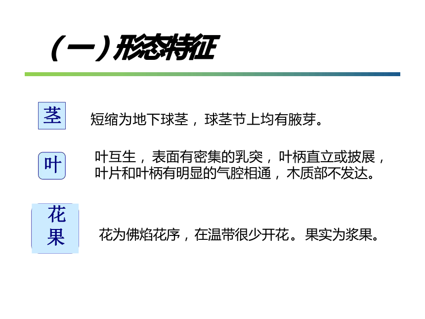 12.2 芋头 课件(共25张PPT)- 《蔬菜生产技术(南方本)》同步教学（中国农业大学出版社）