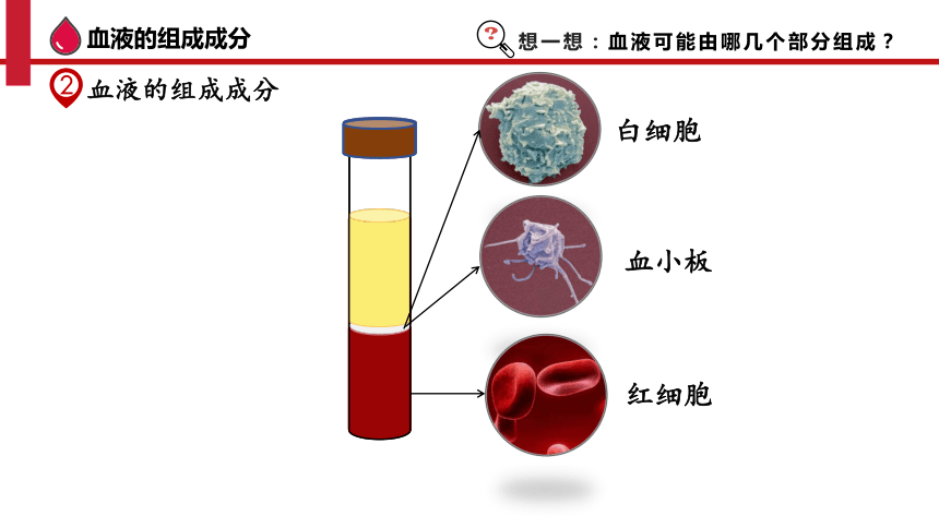 4.4.1 流动的组织——血液-2023-2024学年七年级生物下册同步精品课件（人教版）(共36张PPT)