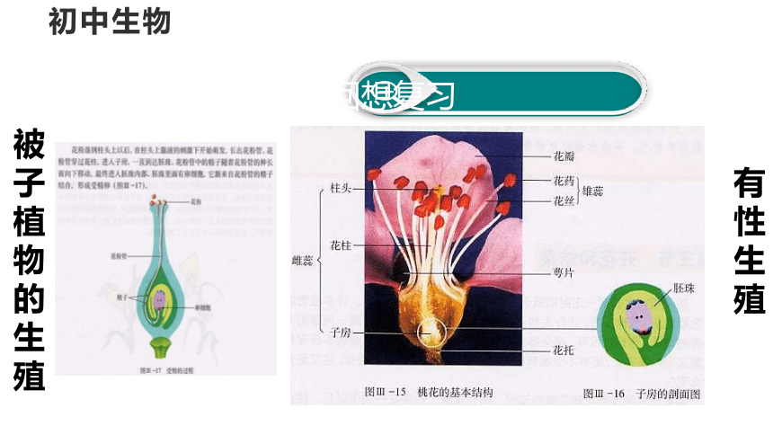 4.1.2人体生殖课件(共28张PPT) 人教版生物七年级下册