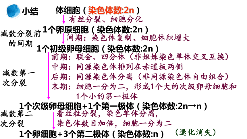 2.1.1减数分裂（第二课时）(共31张PPT)课件-人教版2019必修2