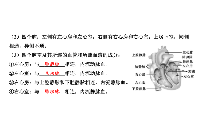 2024年中考生物一轮复习考点探究 第2讲人体内物质的运输课件(共35张PPT)