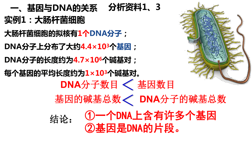 3.4基因通常是有遗传效应的DNA片段课件（共31张PPT)-人教版（2019）必修2