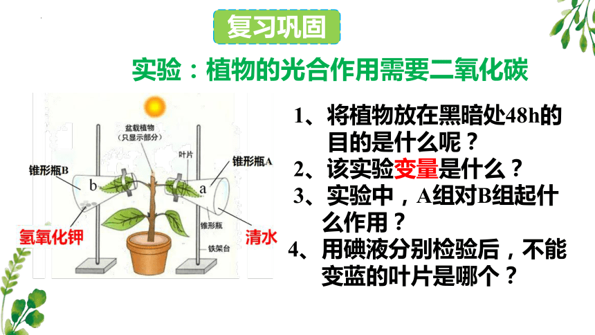 3.6.4植物的呼吸作用课件 (共35张PPT)苏教版 七年级 上册