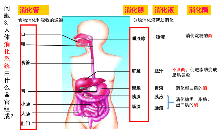 4.3人体的营养 复习课件(共17张PPT) 北京版生物七年级下册