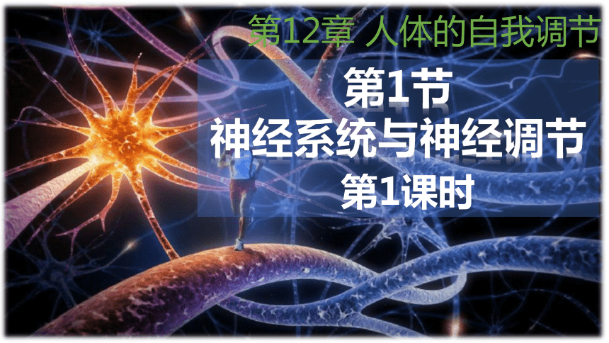 12.1神经系统和神经调节（第1课时） 2023-2024学年七年级生物下册同步教学课件（北师大版）(共43张PPT)