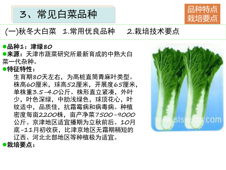 项目5.1 白菜类蔬菜生产--概述 课件(共53张PPT)- 《蔬菜生产技术》同步教学（机械工业版）