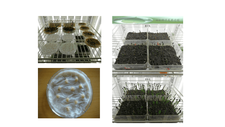 2.1.2蔬菜种子发芽率测定 课件(共41张PPT)-《蔬菜生产技术》同步教学（中国农业出版社）