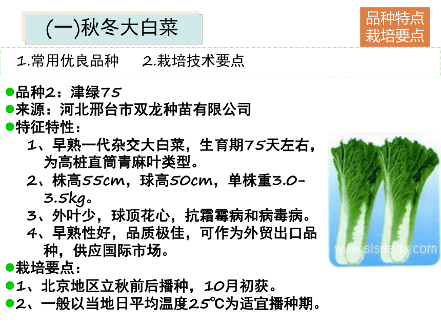项目5.1 白菜类蔬菜生产--概述 课件(共53张PPT)- 《蔬菜生产技术》同步教学（机械工业版）