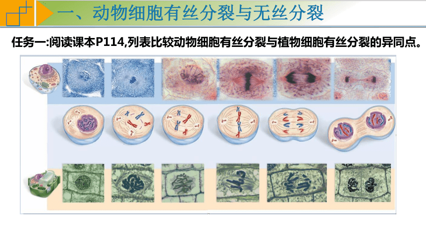 6.1 细胞的增殖（第2课时）（共31张PPT2个视频）高一生物（人教版2019必修1）