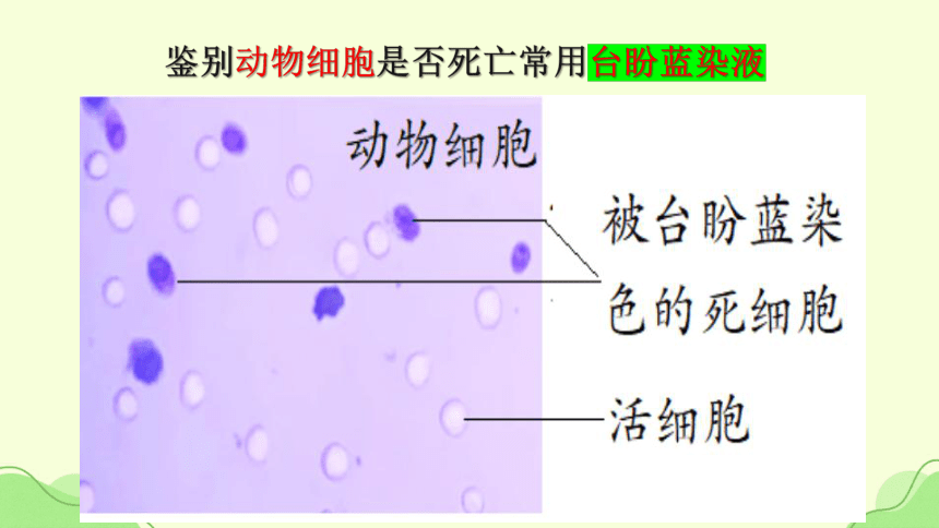 3.1细胞膜的结构和功能课件-(共22张PPT1份视频)人教版必修1