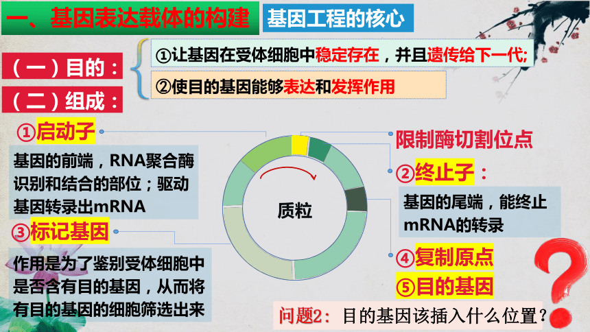 3.2基因工程的基本操作程序(共66张PPT1份视频)课件（第二课时）人教版2019选择性必修3