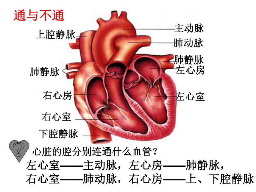 人教版生物七年级下册 4.4.3 输送血液的泵——心脏 课件  （24张PPT）