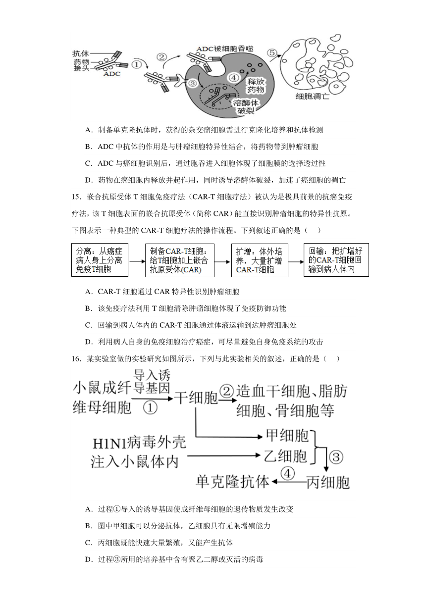 2.2利用动物细胞工程改良动物细胞（必刷练）-2023-2024学年高二生物（沪科版2020选择性必修3）（解析版）