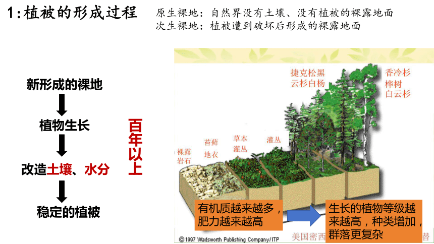 高中地理湘教版（2019）必修一5.1主要植被与自然环境课件（共49张ppt）
