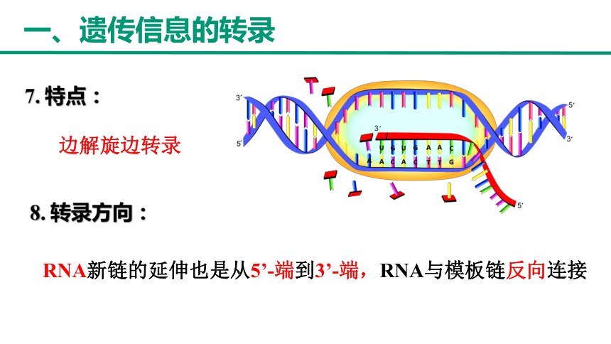 4.1基因指导蛋白质的合成（第1课时）(共38张PPT)高一下学期生物人教版（2019）必修2 (1)