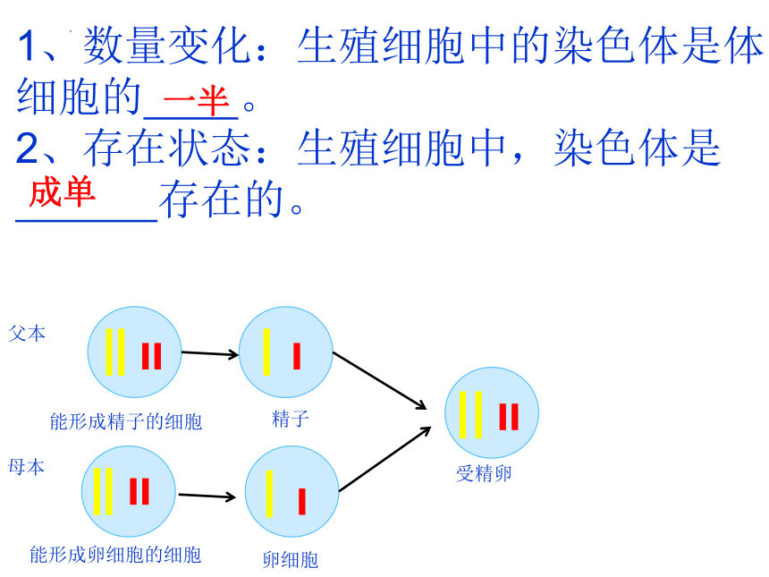 8.2.3++基因在亲子代间的传递++课件 (共23张PPT)鲁科版（五四学制）生物八年级下册