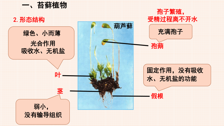 7.22.3 植物的主要类群课件(共30张PPT)北师大版八年级生物下册