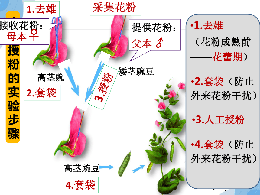 1.1孟德尔的豌豆杂交实验一(共36张PPT)（第1课时）课件-人教版必修二