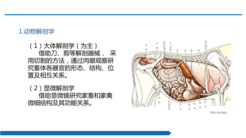 项目一    绪论 课件(共27张PPT)-《动物解剖生理》同步教学（中国农业出版社）