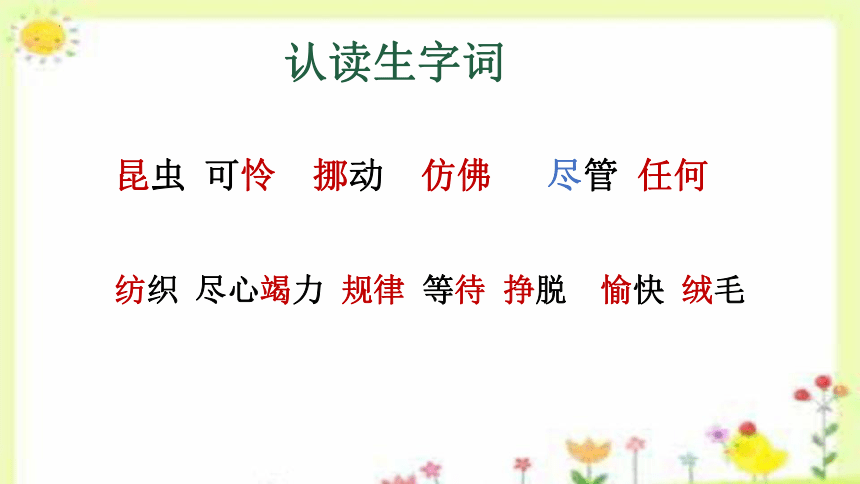 22 小毛虫 课件(共25张PPT)