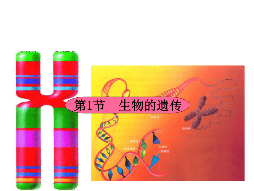 苏科版八下生物  22.1生物的遗传课件（25张PPT）