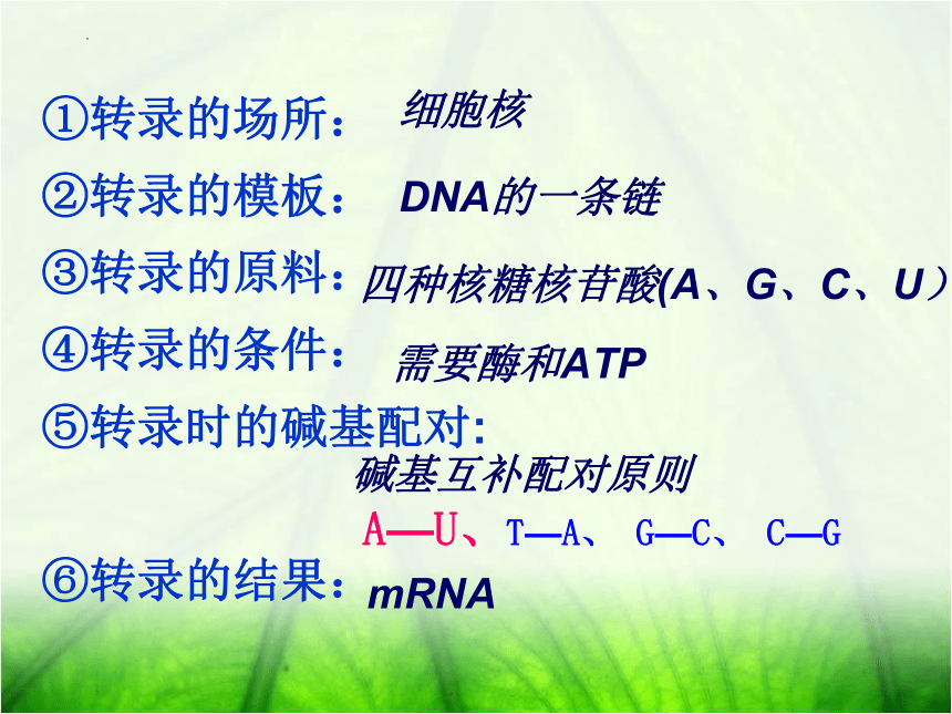 4.1基因指导蛋白质的合成课件(共57张PPT)-人教版（2019）必修2