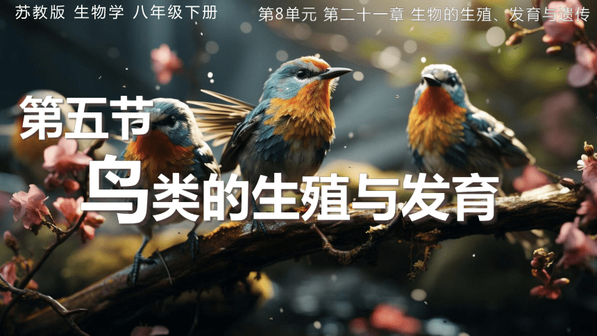 8.21.5 鸟类的生殖与发育 课件(共26张PPT)苏教版生物八年级下册