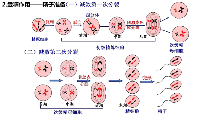 2.3.1胚胎工程的理论基础课件(共26张PPT) 人教版选择性必修3
