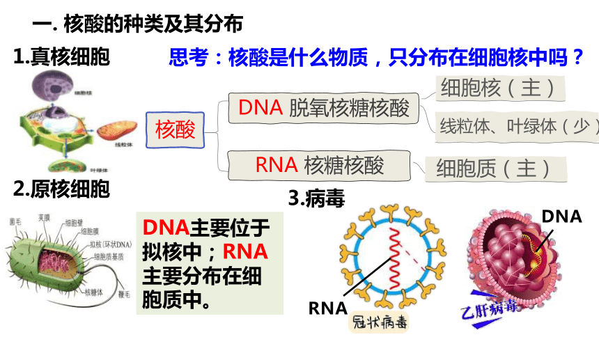 2.5核酸是遗传信息的携带者课件(共19张PPT) 人教版必修1