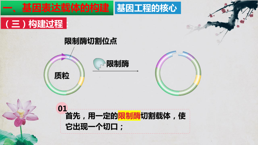 3.2基因工程的基本操作程序(共66张PPT1份视频)课件（第二课时）人教版2019选择性必修3