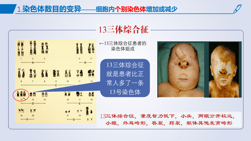 5.2染色体变异课件 (共54张PPT1份视频)生物人教版必修2