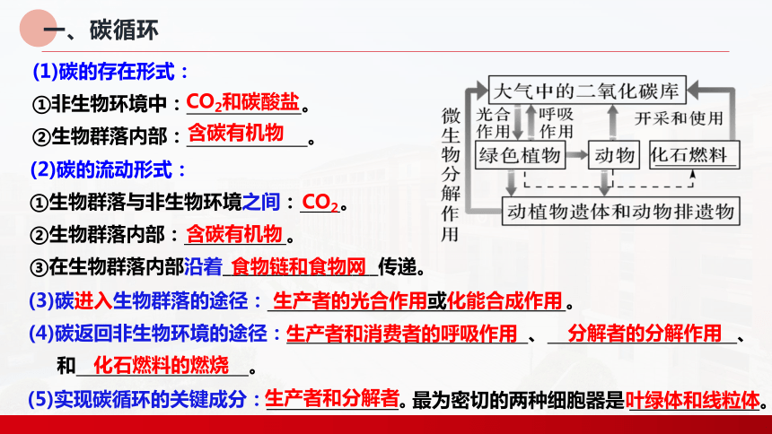 3.3生态系统的物质循环课件-(共23张PPT1份视频)人教版（2019）选择性必修2 (1)