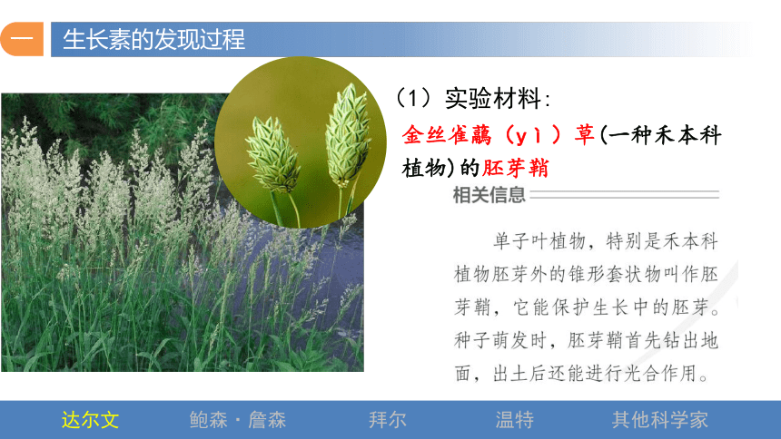 5.1 植物生长素（第一课时）（共46张PPT)高二生物课件（人教版2019选择性必修1）