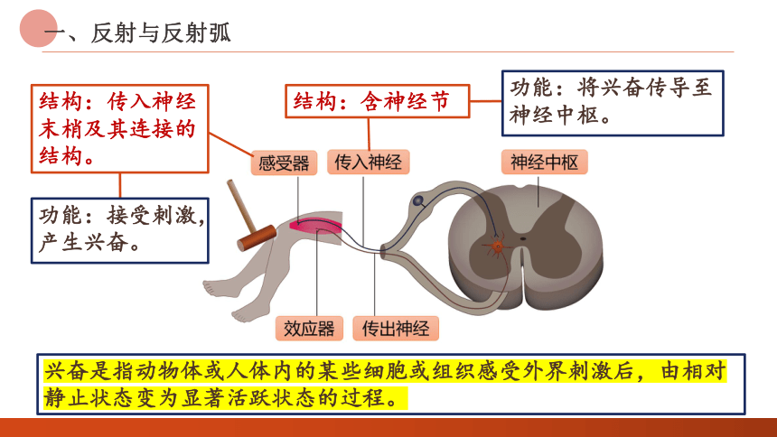 2.2神经调节的基本方式课件 (共26张PPT)人教版选择性必修1