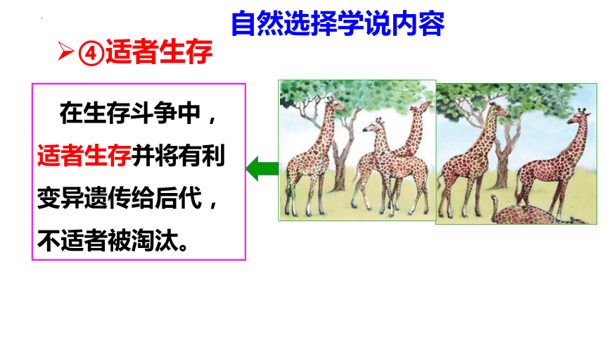 5.1.4  生物进化的原因  课件(共20张PPT)-2023-2024学年济南版生物八年级下册