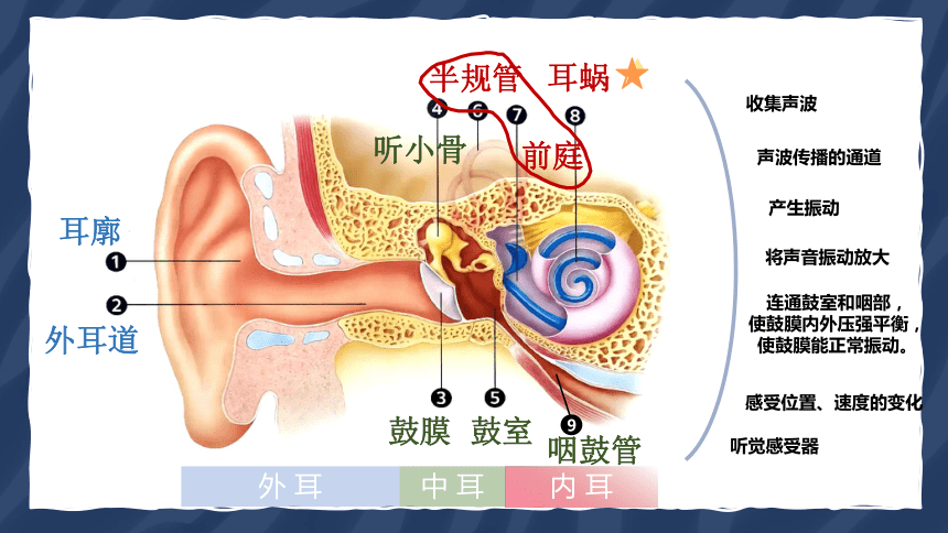 2.3 耳和听觉 第1课时 （课件 19张ppt)