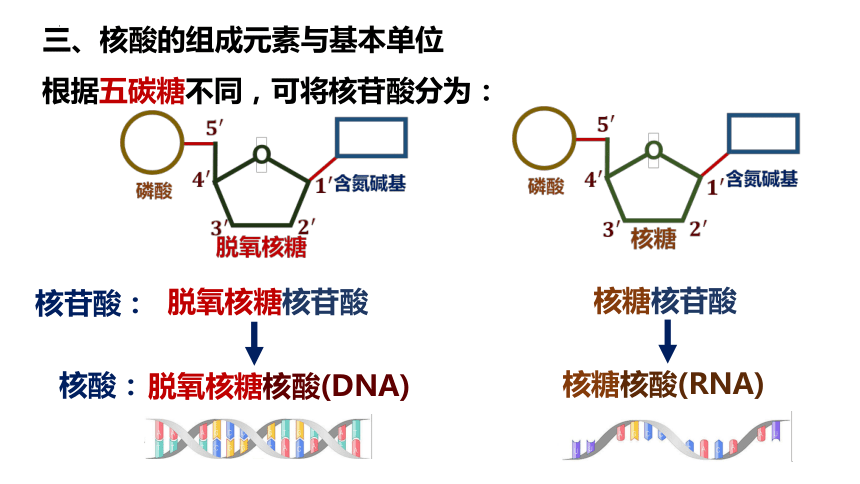 2.5 核酸是遗传信息的携带者课件（共36页PPT）-2023-2024学年高一上学期生物人教版必修一