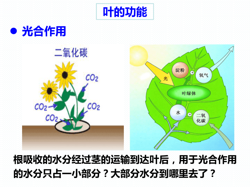 4.5 植物的叶与蒸腾作用（课件 32张PPT）