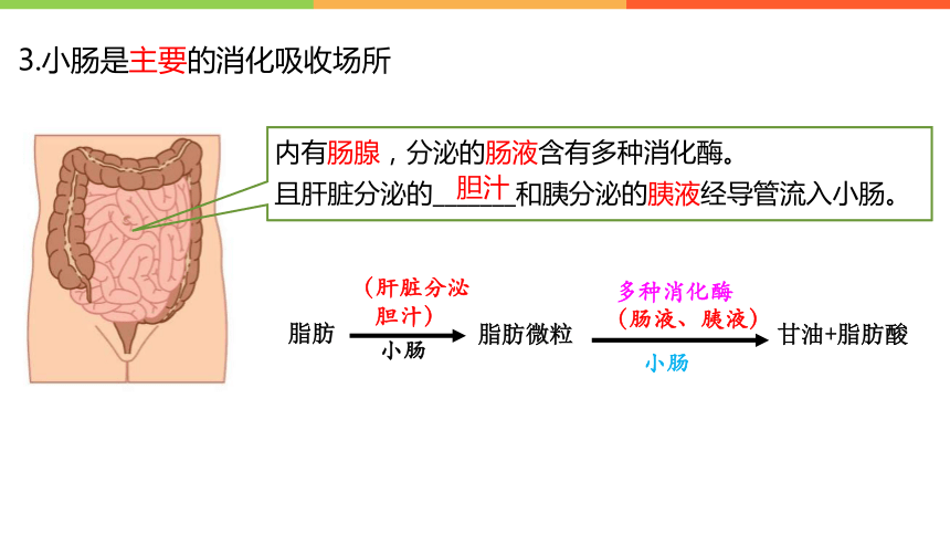 4.2.2消化和吸收（第2课时）课件 (共16张PPT)人教版生物七年级下册