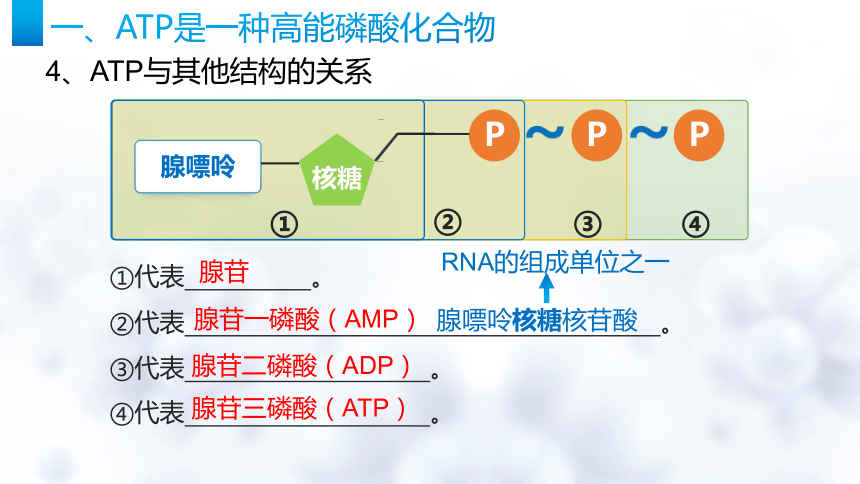5.2细胞的能量“货币”ATP课件(共27张PPT)-人教版（2019）必修1