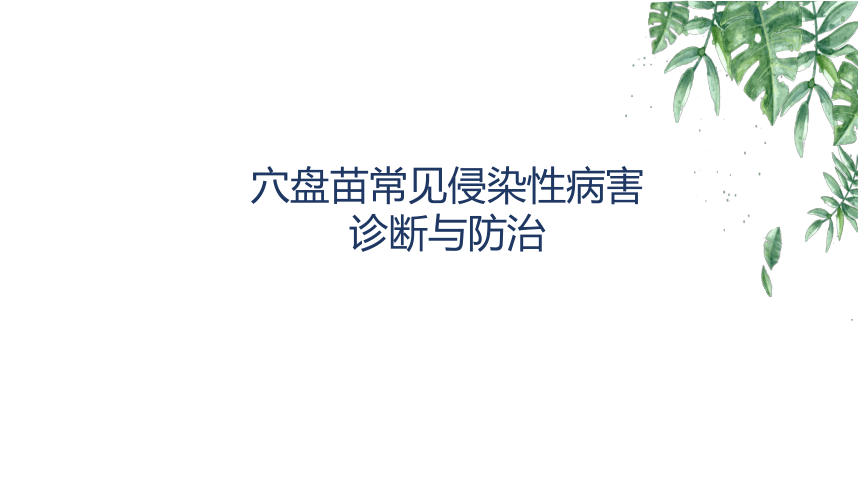 2.4.2穴盘苗常见侵染性病害诊断与防治 课件(共43张PPT)-《蔬菜生产技术》同步教学（中国农业出版社）