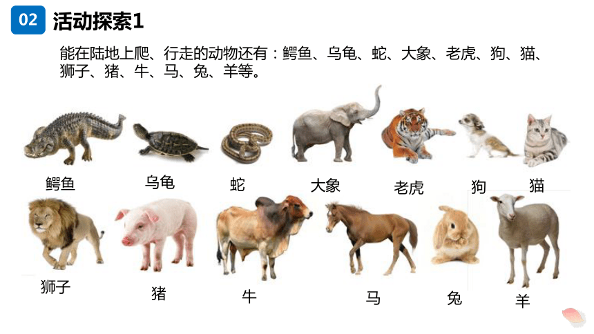一年级科学下册 教科版1 我们知道的动物（课件）(共27张PPT)