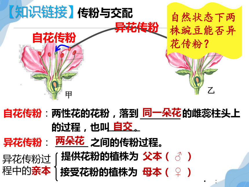 1.1孟德尔的豌豆杂交实验一(共36张PPT)（第1课时）课件-人教版必修二