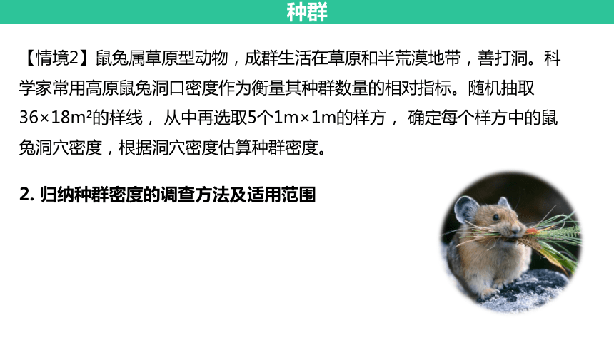 2024届高三二轮专项复习课件：以高原鼠兔为情境——种群群落生态系统综合复习(共22张PPT)