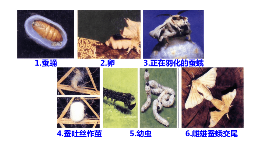 7.1.2昆虫的生殖和发育课件(共20张PPT) 人教版生物八年级下册