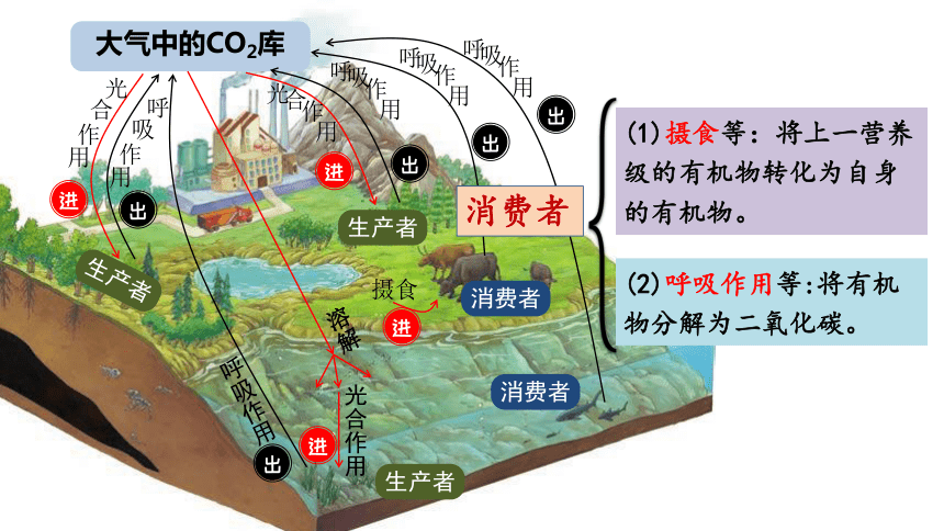 3.3生态系统的物质循环课件(共26张PPT)-人教版（2019）选择性必修2