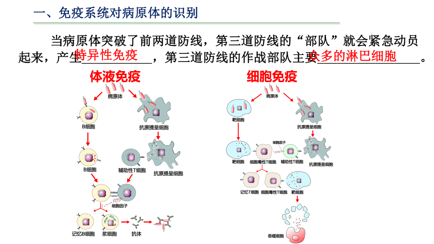 4.2特异性免疫课件(共33张PPT)-人教版（2019）选择性必修1