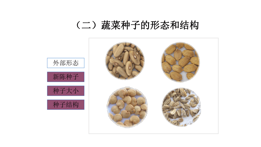 2.1.1蔬菜种子浸种处理 课件(共65张PPT)-《蔬菜生产技术》同步教学（中国农业出版社）